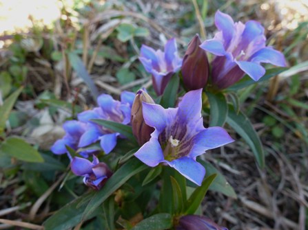 深入山の紫の花・・・_c0042418_8434210.jpg
