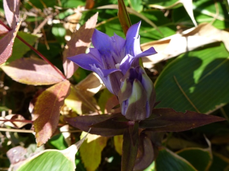 深入山の紫の花・・・_c0042418_844036.jpg
