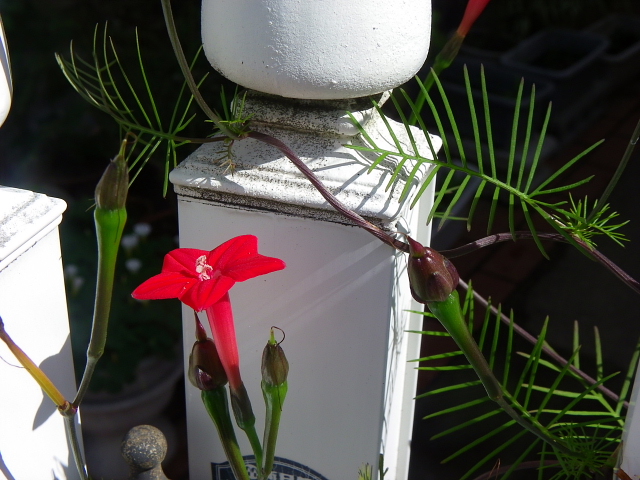 花梨・食用カンナ・クコ・木斛・花水木・ジュランタ・西洋人参木・縷紅草_a0037019_610177.jpg