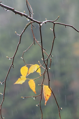 雨の白駒の池　Ⅱ_e0242721_9432918.jpg