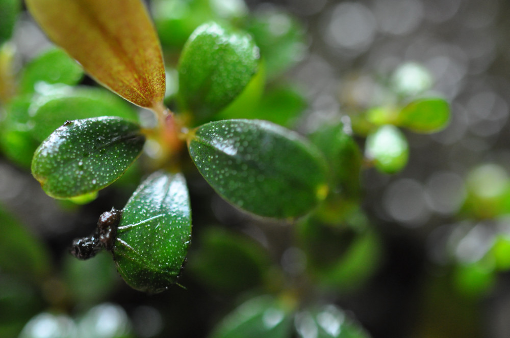 Bucephalandra sp kapuas2 #1_e0255124_23201229.jpg