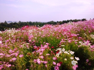c0109726_16441986.jpg