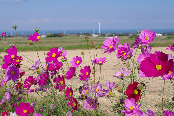 Cosmos road_f0007926_14402086.jpg