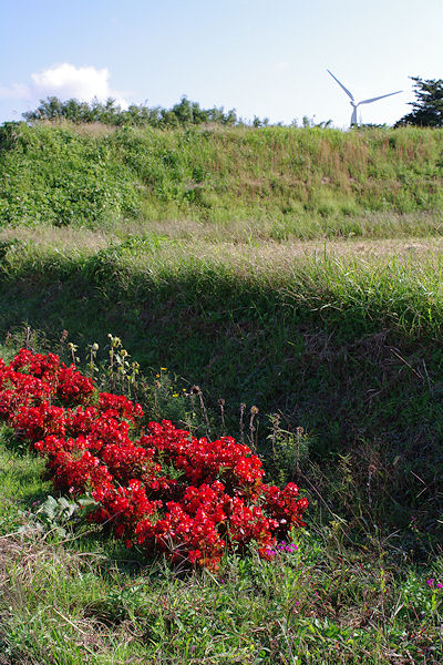 Cosmos road_f0007926_14402883.jpg