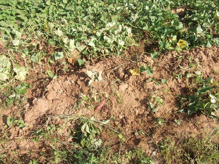 c0222430_19311379.jpg