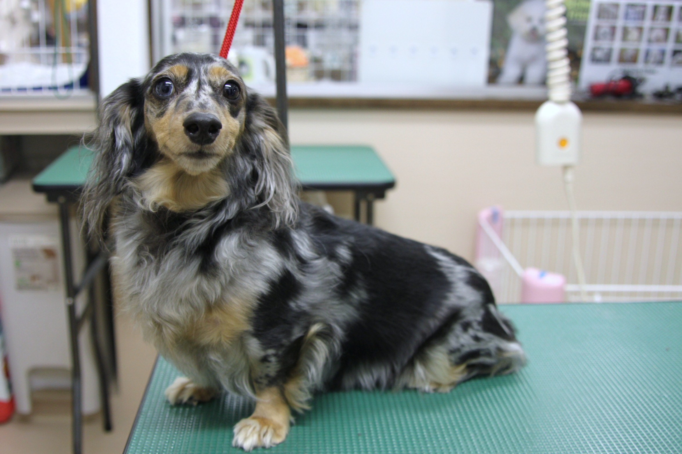 シルバーダップルのビビちゃんの巻 Dogsalon Mahalo シルバーダップルのビビちゃんの巻 Dogsalon Mahalo