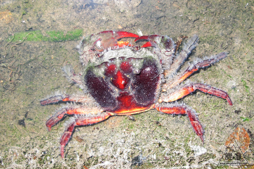 204 Lumphini ~食べる気がしないカニ~_c0211532_1653169.jpg