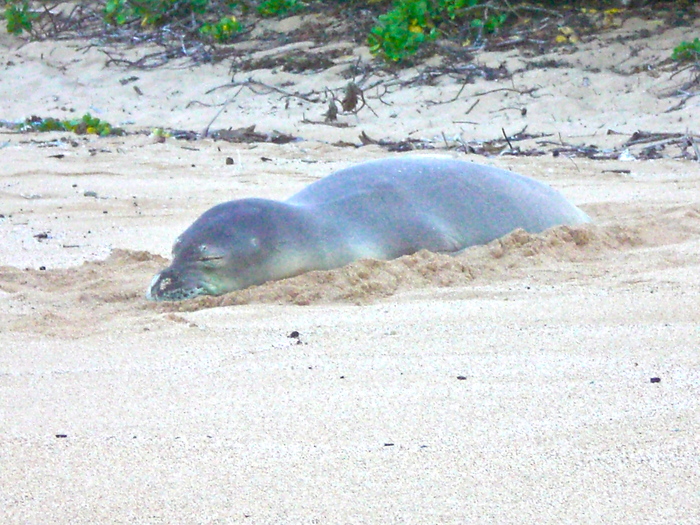 ☆　ハワイ　神秘の島　カウアイ島　☆_a0171939_1015401.jpg