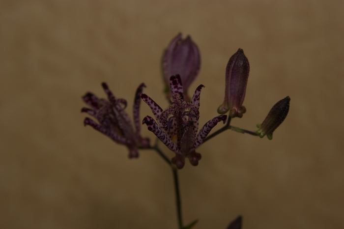 f0169051_17411712.jpg