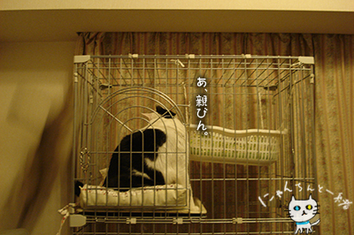 逃げるが勝ち_e0031853_12244223.jpg