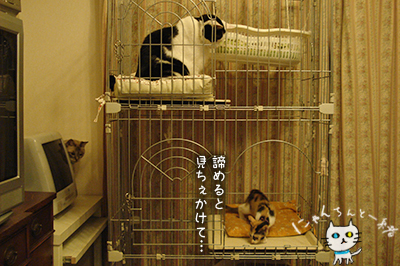 逃げるが勝ち_e0031853_12262281.jpg