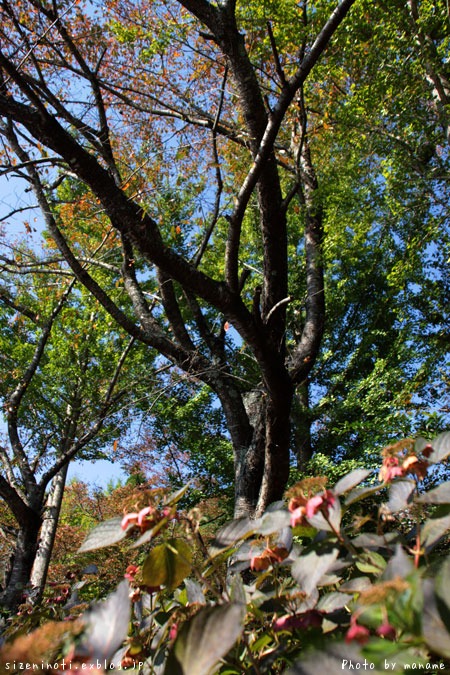 f0147858_1519248.jpg