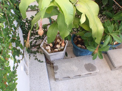 c0180460_16125915.jpg