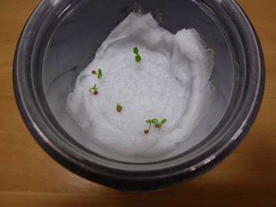 c0180460_16135651.jpg