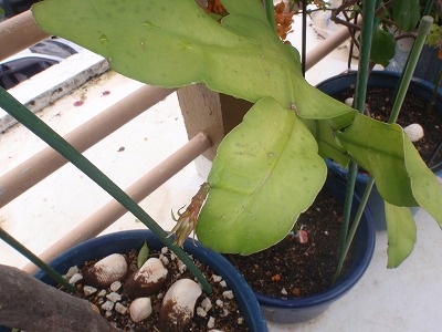 c0180460_1664892.jpg