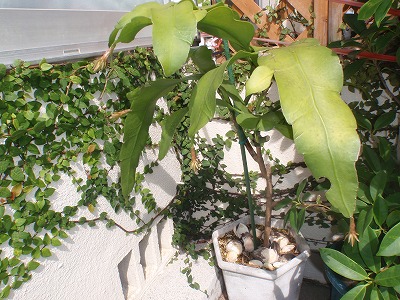 c0180460_1675992.jpg