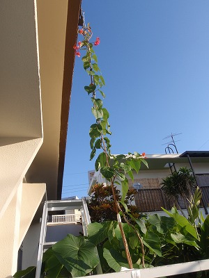 c0180460_1684180.jpg