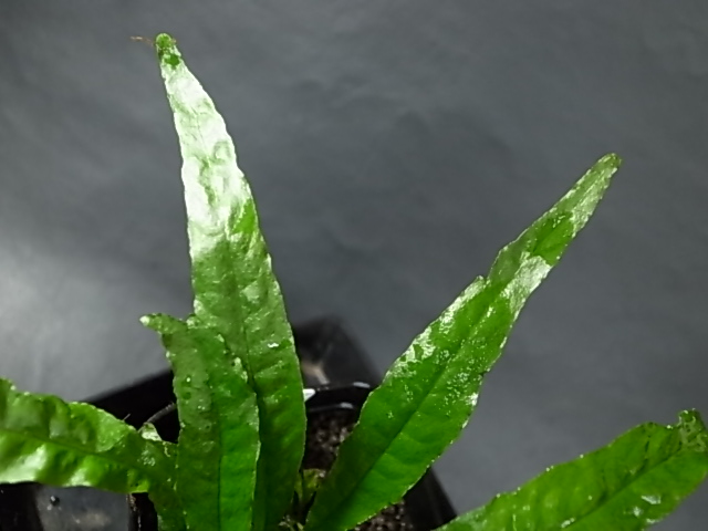 a0067578_138583.jpg