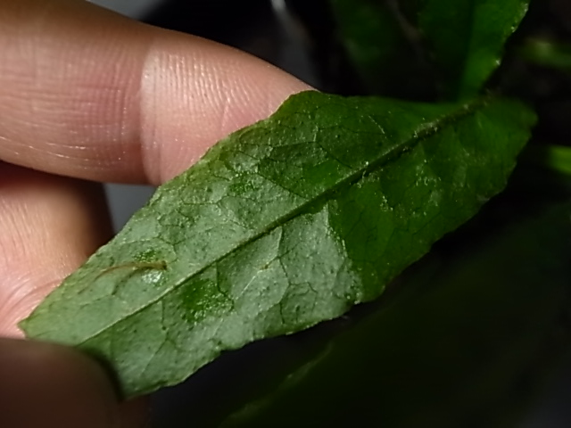 a0067578_139718.jpg