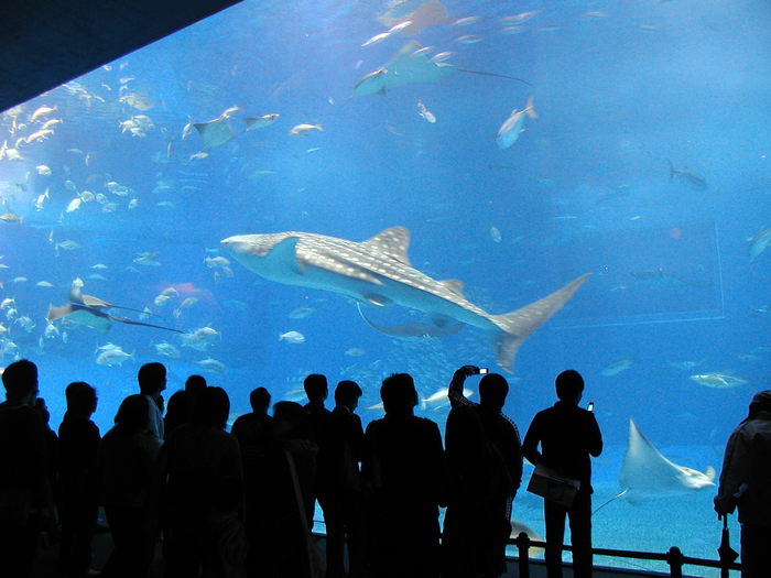 沖縄　　美ら海水族館_a0133982_17561579.jpg