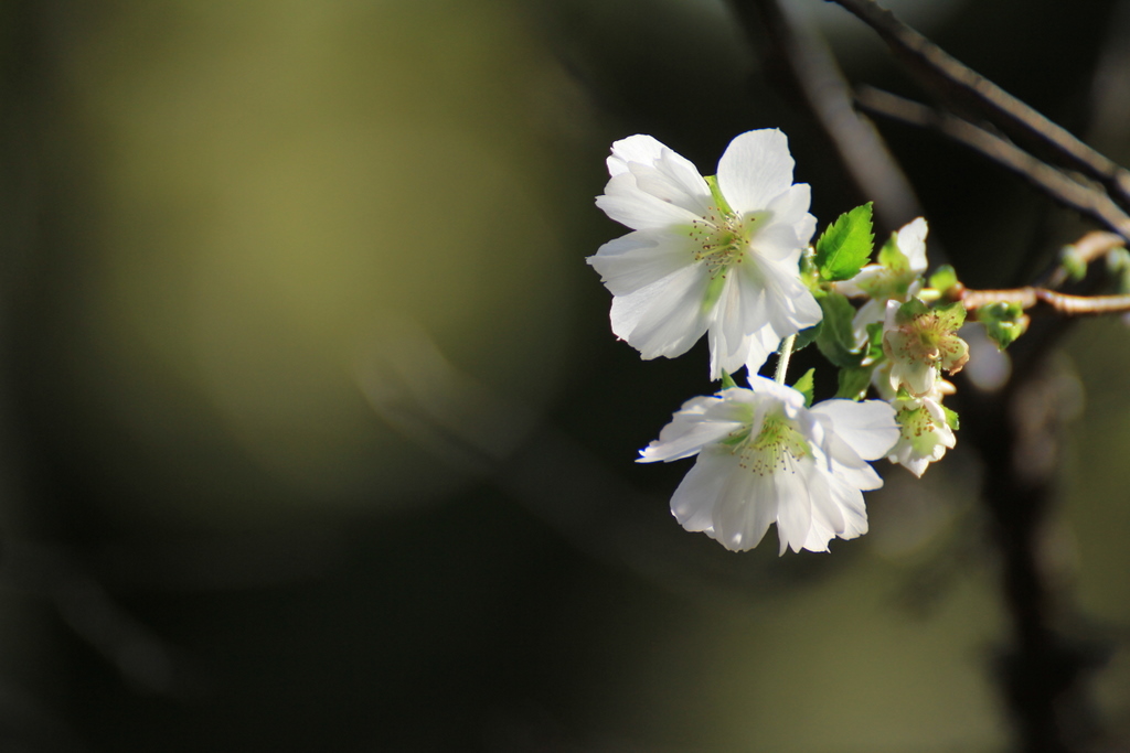 ジュウガツザクラ（十月桜）～秋風に舞う淡雪のごとく・・_e0195587_19262924.jpg