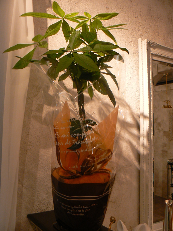 植物。。_b0210688_1804471.jpg