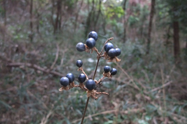e0070891_23244110.jpg