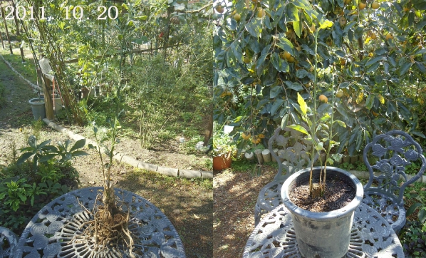 枯れた シークワーサー 埋もれた夏草の中から 新芽発見 趣味の 果樹 今年も ぶどう と 新たに 桜桃 に注力