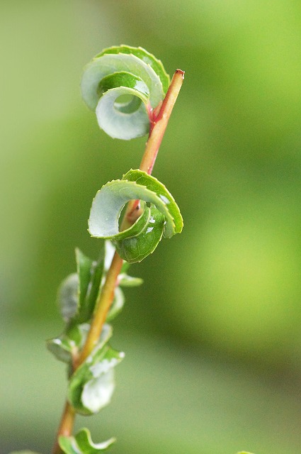 e0039703_23491134.jpg