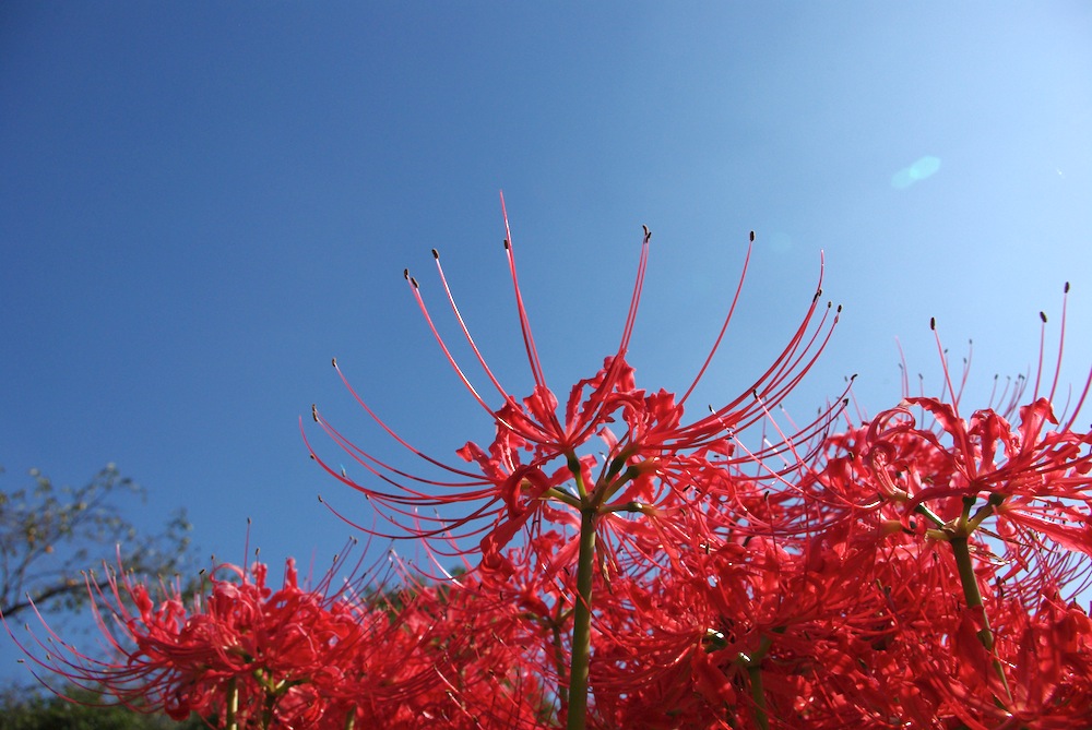 2011彼岸花_f0138807_22291262.jpg