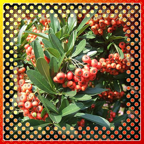 ピラカンサ パソコン De あれこれ ピラカンサ パソコン De あれこれ