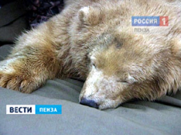 ロシア極北で漁民に保護された1歳の野生孤児が中部ロシアのペンザ動物園での飼育が決定_a0151913_1051374.jpg
