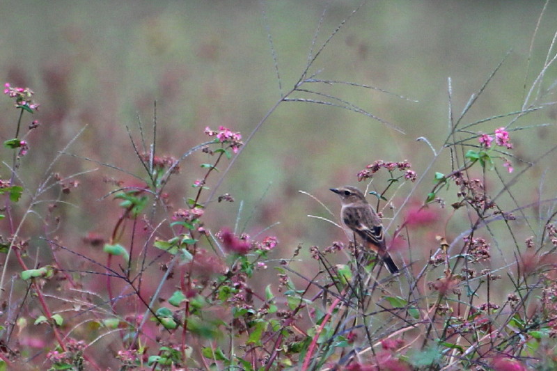 b0179023_2155171.jpg
