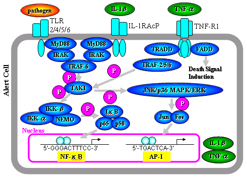 転写因子NF-κB,AP-1_e0255123_116435.png