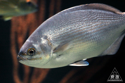 111 Texas State Aquarium メキシコ湾の魚たち 眼遊記