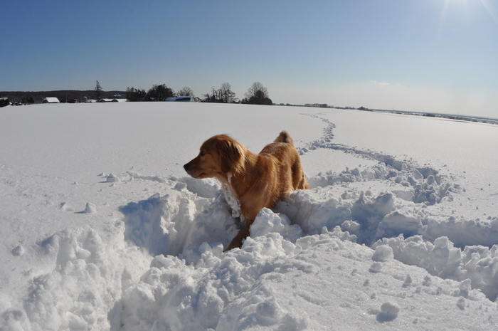 ２０１１/２/３シャルロット_d0234544_13502615.jpg