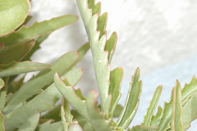 c0180460_1427163.jpg