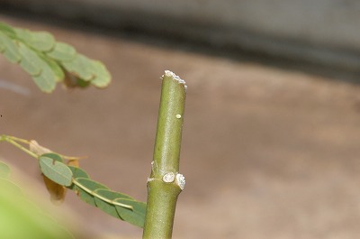c0180460_657410.jpg