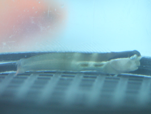 a0162261_20495439.jpg