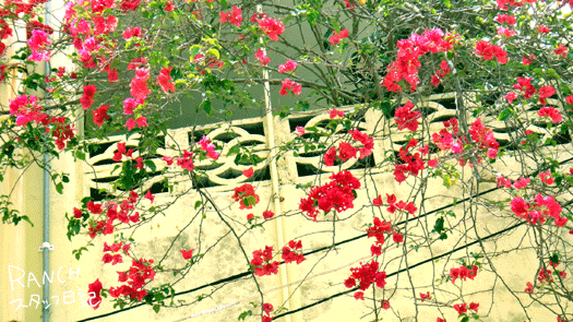 d0181266_0523144.gif