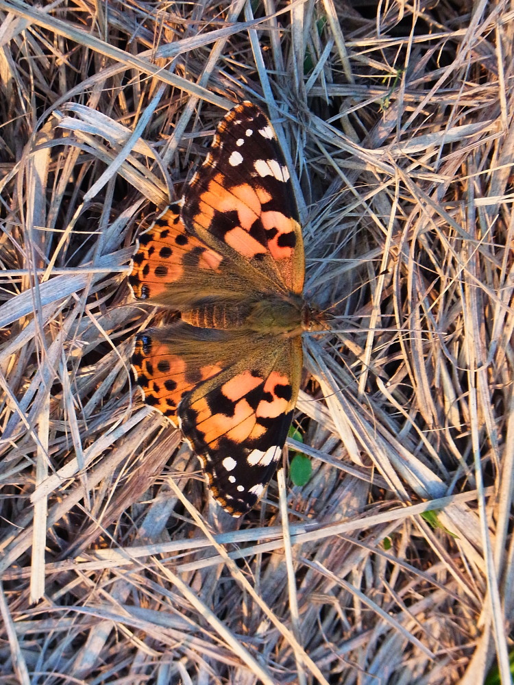 ヒメアカタテハ　　腹部の雌雄差はこれから。　　2011.10.16埼玉県_a0146869_6561583.jpg