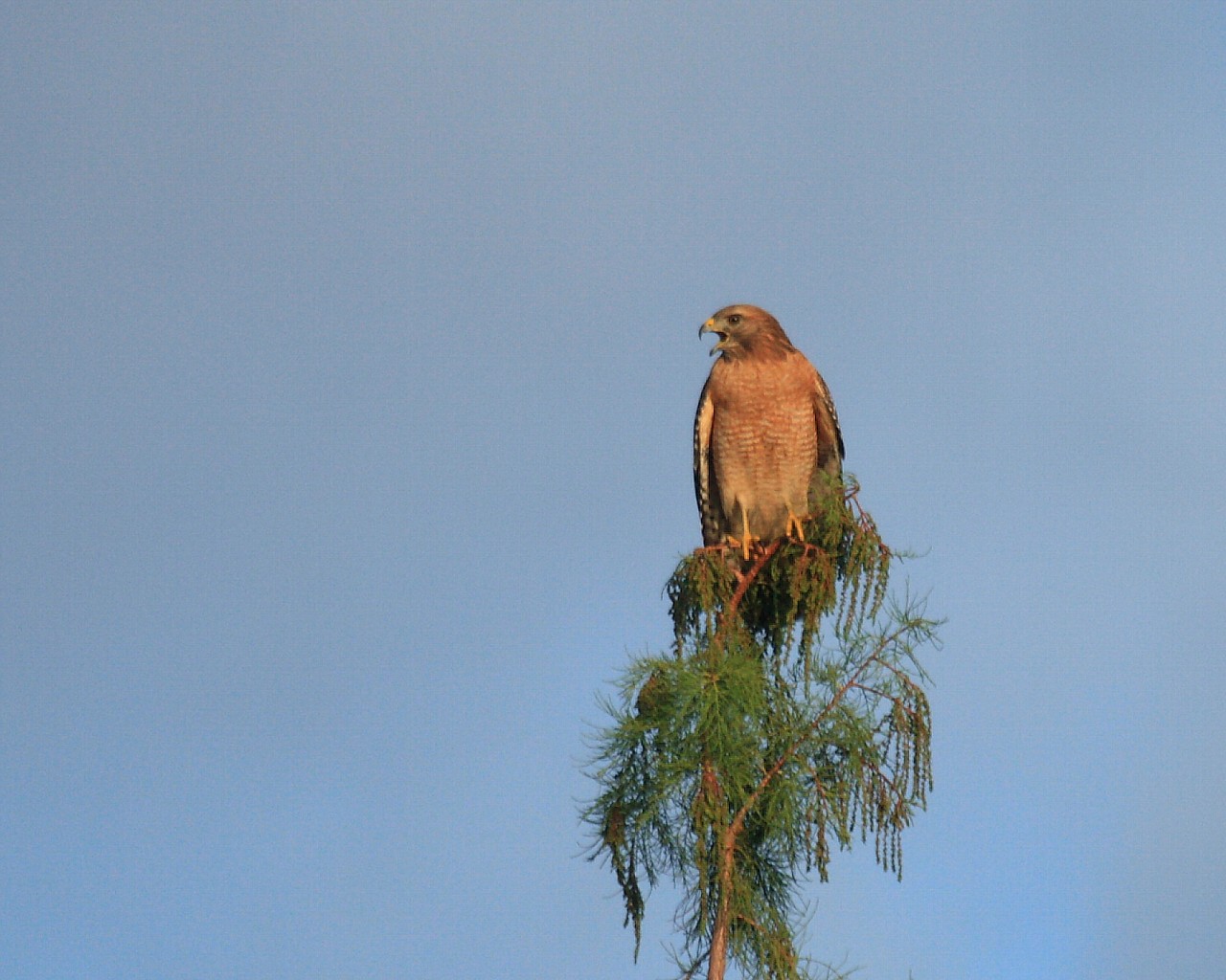 フロリダの野鳥その５：　朝日を浴びて餌をねだる猛禽幼鳥_f0105570_22143266.jpg