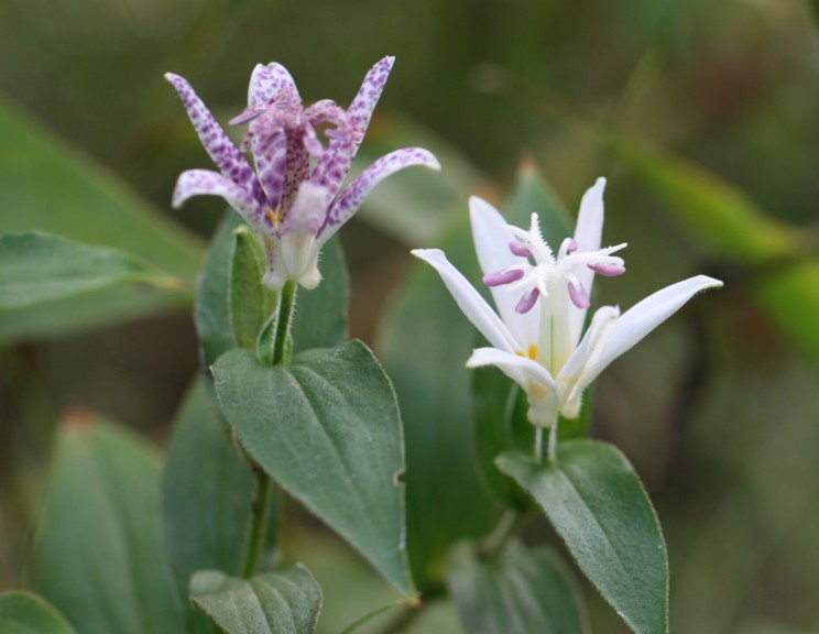 庭の秋の花９ ホトトギス２ 寧楽悠々自然流