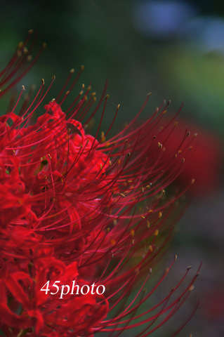 Lycoris radiata_d0170487_0222736.jpg