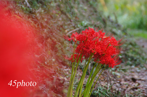 Lycoris radiata_d0170487_022398.jpg