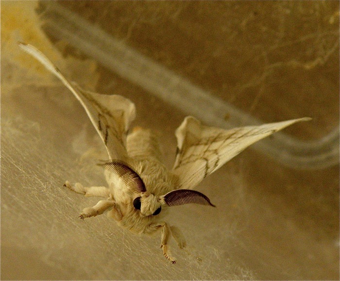 なんともはや カイコのその後 楽餓鬼