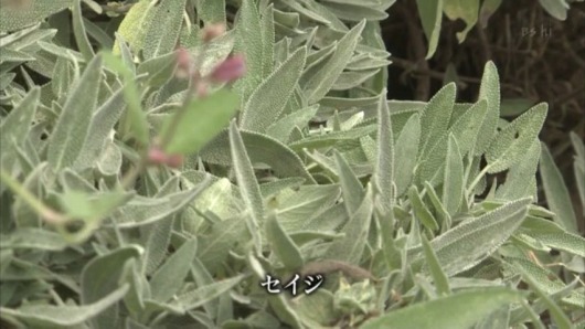 e0196993_52534.jpg