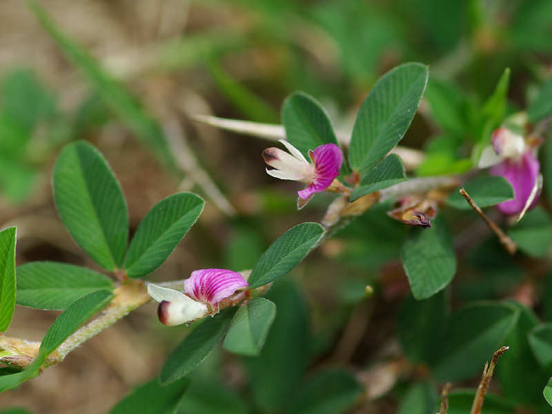 f0204094_8291132.jpg