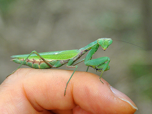 カマキリ 一寸の虫にも五分の魂