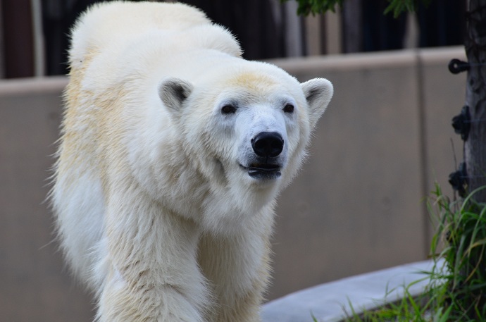 晩秋の旭山動物園へ ～ サツキ、ルル、ピリカとの挨拶_a0151913_20522448.jpg